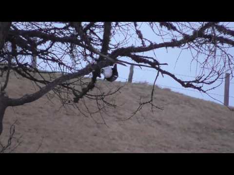 Birkhahn auf der Alm