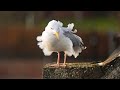 My Pet Seagull S Breakfast Routine