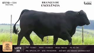 LOTE 30  TE5967
