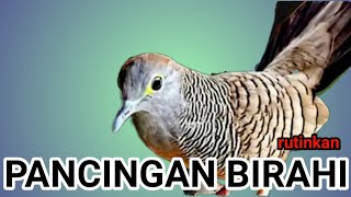 Download lagu Suara PERKUTUT pancingan perkutut mendongkrak mental mp3 Download lagu Suara PERKUTUT pancingan perkutut mendongkrak mental mp3