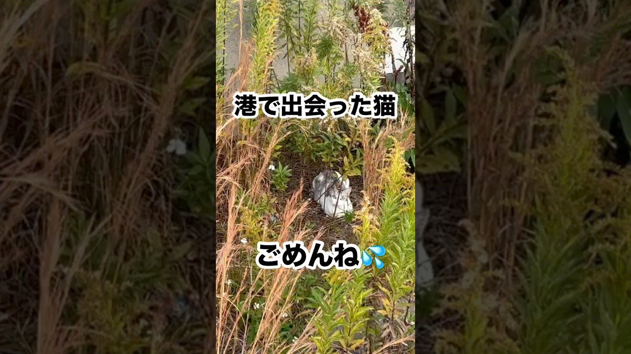 ごめんね6匹目は無理…【保護猫】#shorts #野良猫