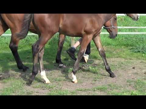 Colt foal by Fountain of Youth (TB) - Image 2