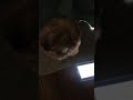 Do Dogs Take Effect To Monsters Inc