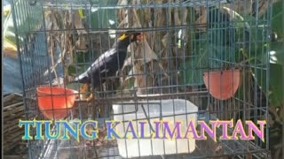 Download lagu Suara burung TIUNG Borneo 😎 mp3
