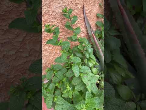 Na3na3 mharich 😂😂