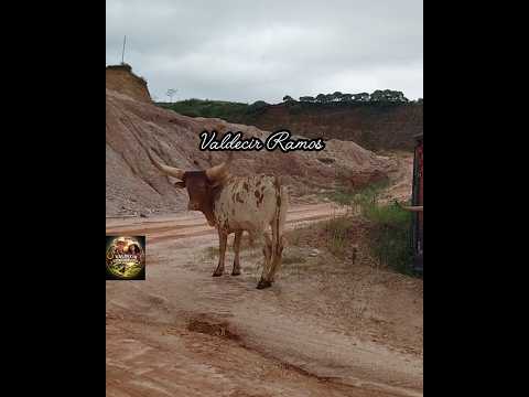 boi de dores do campo