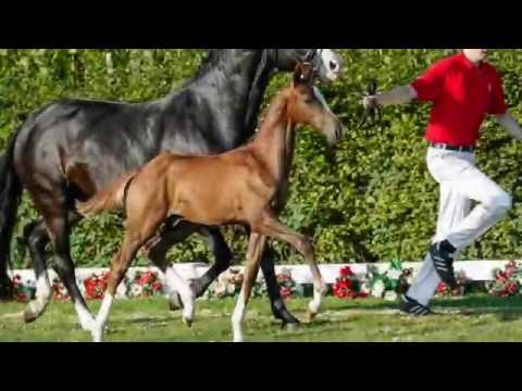 67 Vicente  HF v. Vivaldi - Stoiber SN