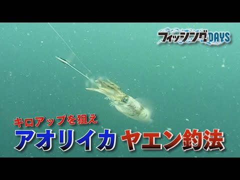 【フィッシングDAYS】#107 キロアップを狙え アオリイカヤエン釣法