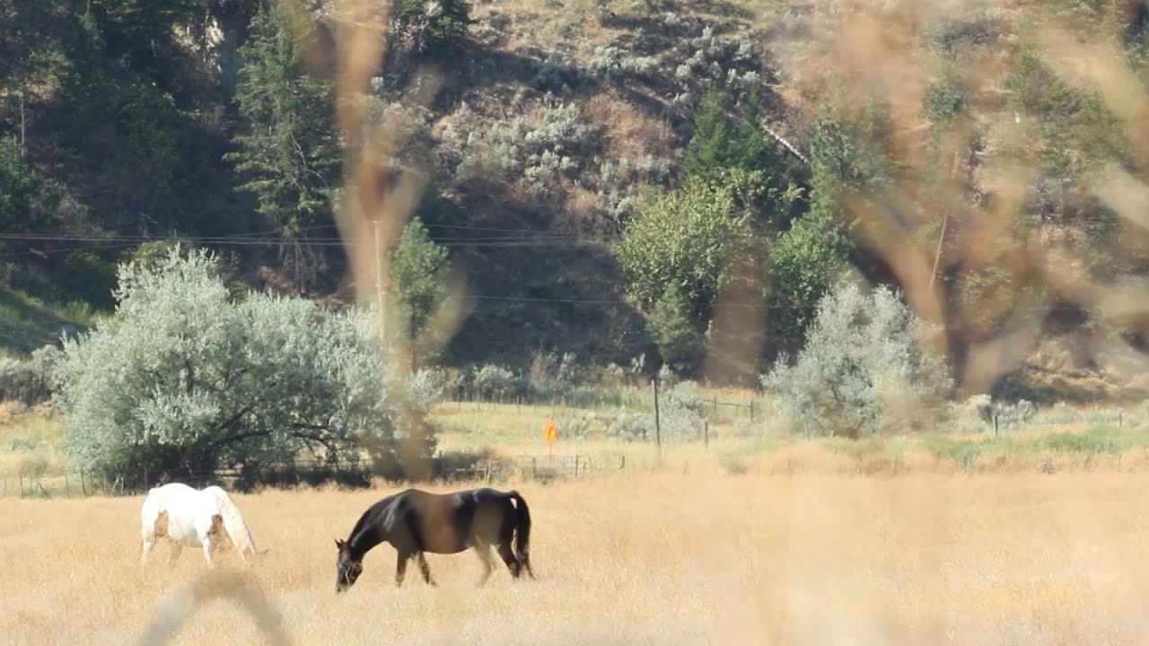 Gentleman Bandit (2024) TEASER