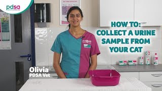 How To Collect A Urine Sample From Your Cat: PDSA Petwise Pet Health Hub