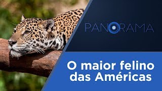 Miniatura do vídeo