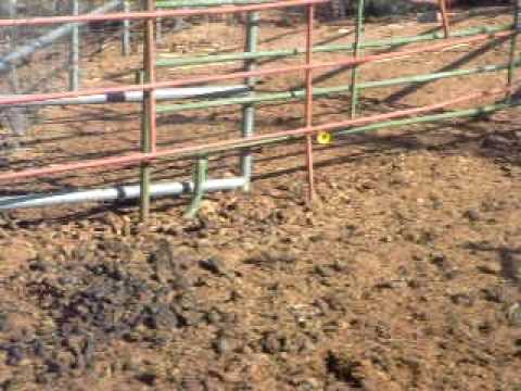 lizard family having breakfast