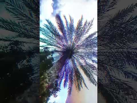 The Sky Is Mine – Official Lyric Video