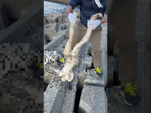 【閲覧注意】海でヤバい物を発見&hellip;