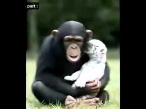 Empathie - eine menschliche Eigenschaft?