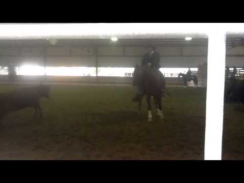 Shizzle Whizzles First ARHA Ranch Cutting Class with Steve Lantvit