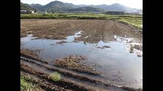 絶望米作り【９】～水田だと思ったら『砂漠』でした～