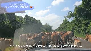 スリランカからトライアスロンに挑戦!! 番外編 北部国内旅行 Jaffna ~Manner