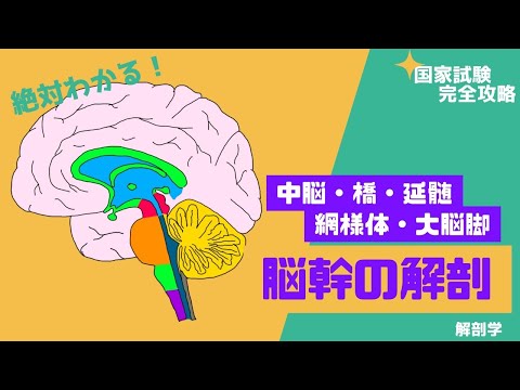 延髄について詳しく解説