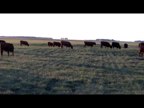 Vaquillonas Angus Coloradas y Negras