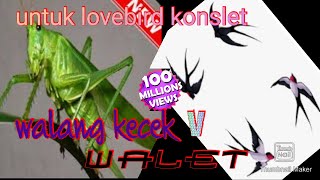 Download lagu masteran walang kecek v walet untuk lovebird konsl... mp3