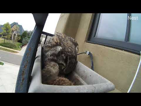 S8| 2020 Altera and her owlets give us a glimpse into their lives.