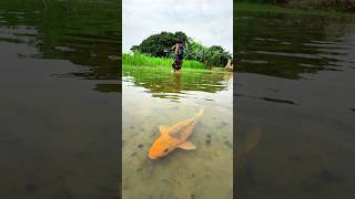Download lagu Unbelievable Fishing From Bill's By Teta #fishing #fis #viralvideo #sorts #ytshorts mp3