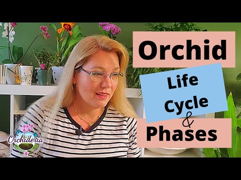 , title : 'This is Why Your Orchid is Wilting! Life Cycle, Dormancy & Phases