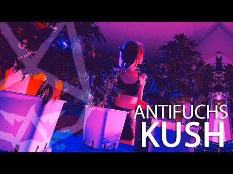 Antifuchs - Kush (Official Video)