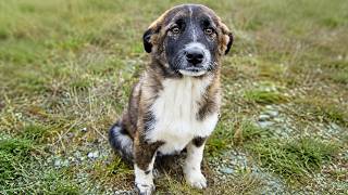 Stray Dog was Scared and All Alone near the Highway and We Couldn't Leave Her