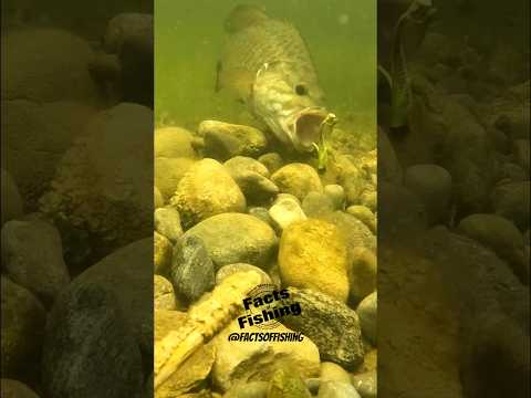 Bass Must Munch a Water Bug #shorts