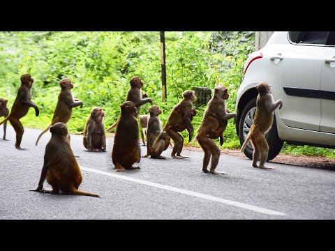 CRAZY Monkeys Showing Their Attitude | Funny Monkey Videos | AniMonks