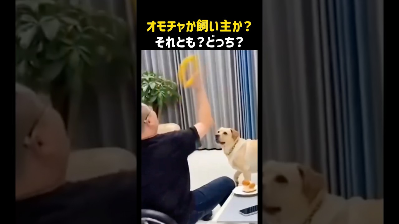 オモチャか飼い主か？それとも？どっち？