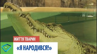 Зворушлива історія з «хепі-ендом»: харківський крокодил Сеня святкує день народження