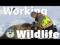 Brown Bear Density Study Working For Wildlife