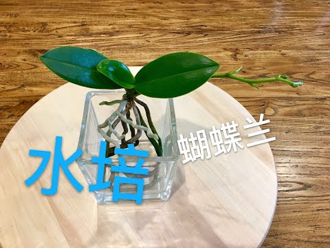 , title : '【19096】（新手入门）水培蝴蝶兰的八个方面 // 静姐说花105'