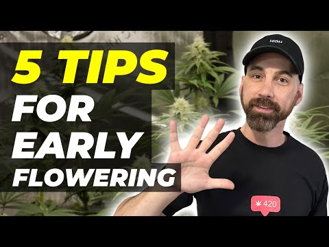 5 Tips For The Cannabis Early Flowering Stage