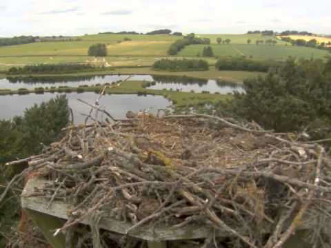Second Osprey Chick Attacked by Buzzard 2013