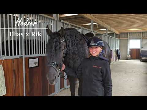 Vlog #007 - Stal Okkema's Hedzer - Elias x Rik - Ster Sport Gelding - 2018 - 1.75m