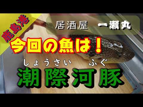 【猛毒毒魚を食らう！】現役船長がショウサイフグをさばく！旨い酒の肴に仕上げる。。。
