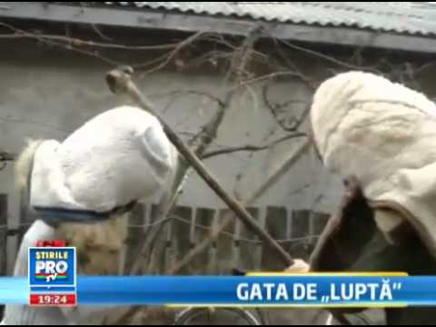 Bataia traditionala de la Ruginoasa 2011 -Pregatiri