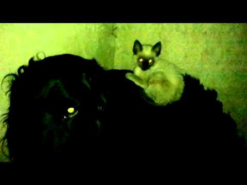 El mito caído de perros vs gatos (rocky/rudy)