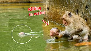 Bad monkey killing orphan baby monkey in the pool