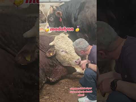 #billur #kurbanlık #tosun #taşşak #simentalsuper