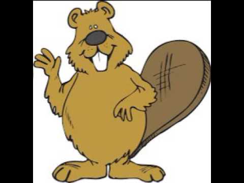 all about the beaver
