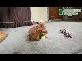 Maltipoo dogs for sale: Molly - Video 1