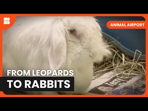Leopards Land at London! - Animal Airport - S02 EP14 - Animal Documentary