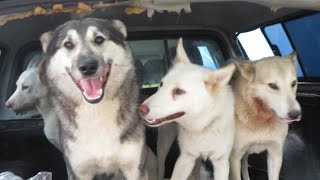 ЛАЙКИ ЧУЮТ ЧТО НА ОХОТУ ПОЕДЕМ, А НЕ ГУЛЯТЬ!!!