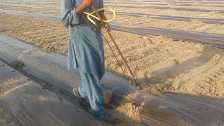 preview picture of video 'How 03218669044 to make holes on Black Plastic Mulch Pakistan Agriculture Vegetable Tunnel Farming'