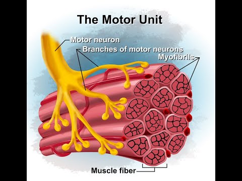 What’s Inside a Muscle? The Microscopic World That Moves You! Motor Neuron & Unit 1st installment